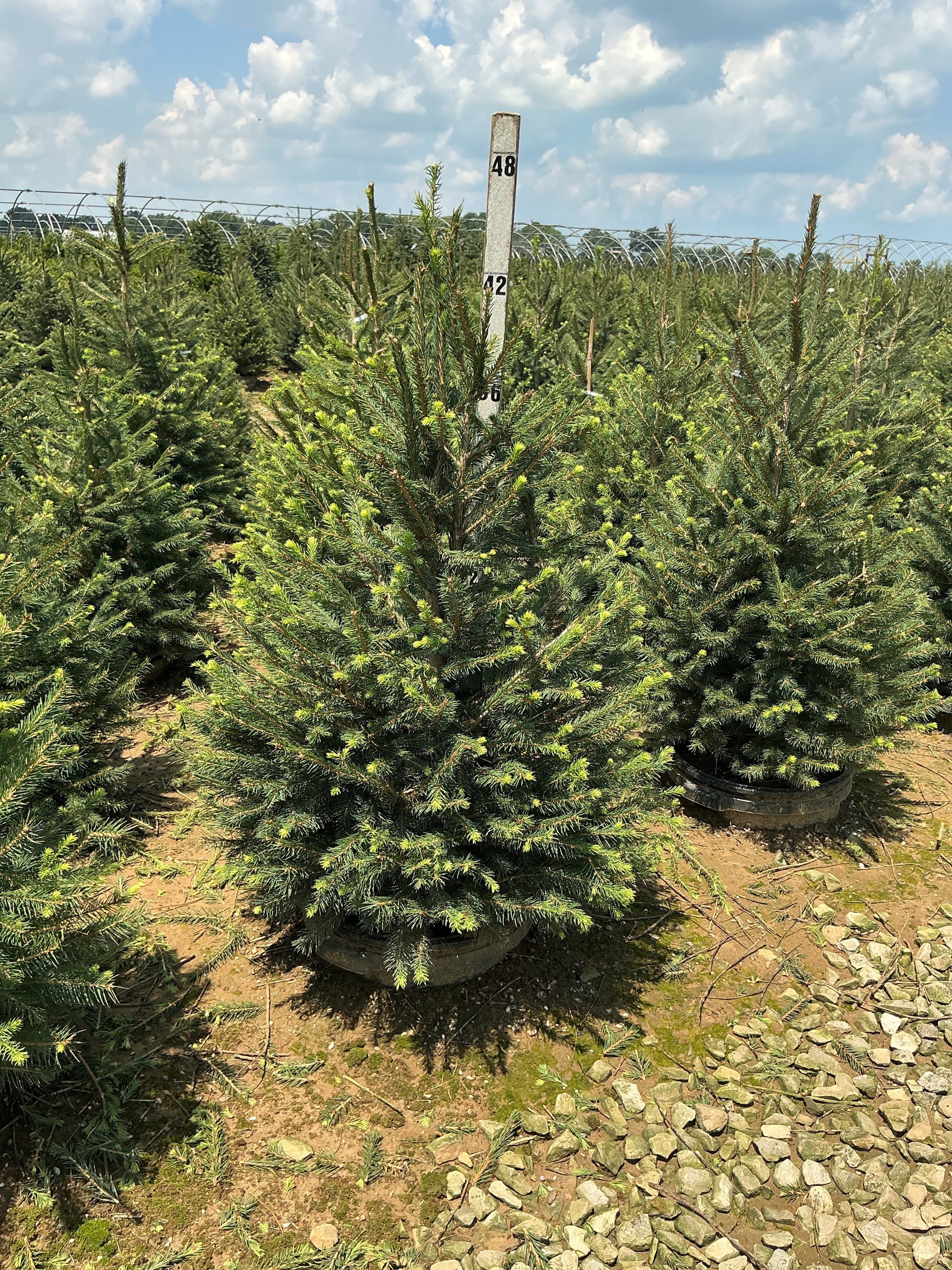 Picea abies