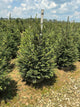 Picea abies