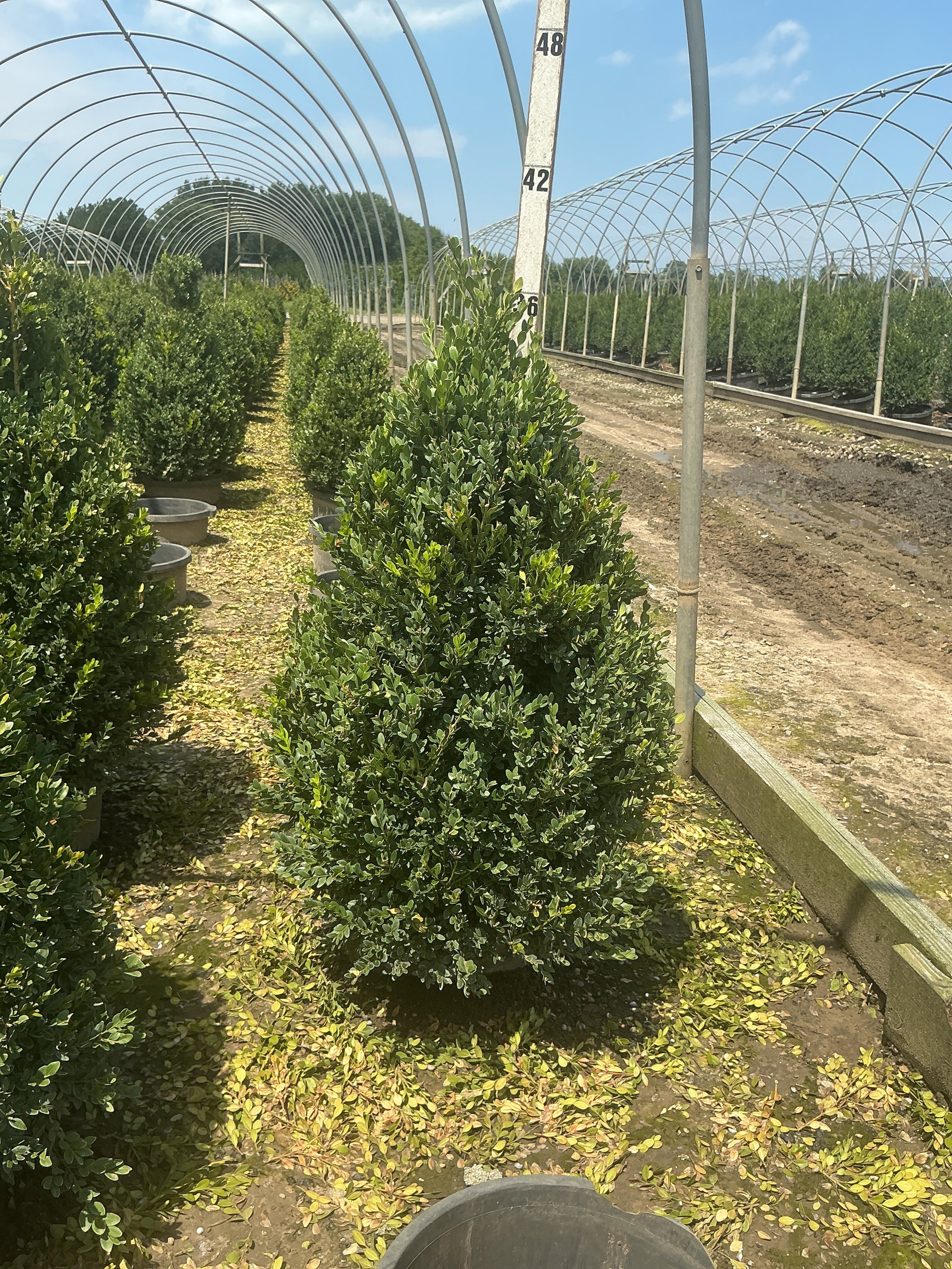 Buxus microphylla 'Green Mountain'