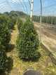 Buxus microphylla 'Green Mountain'