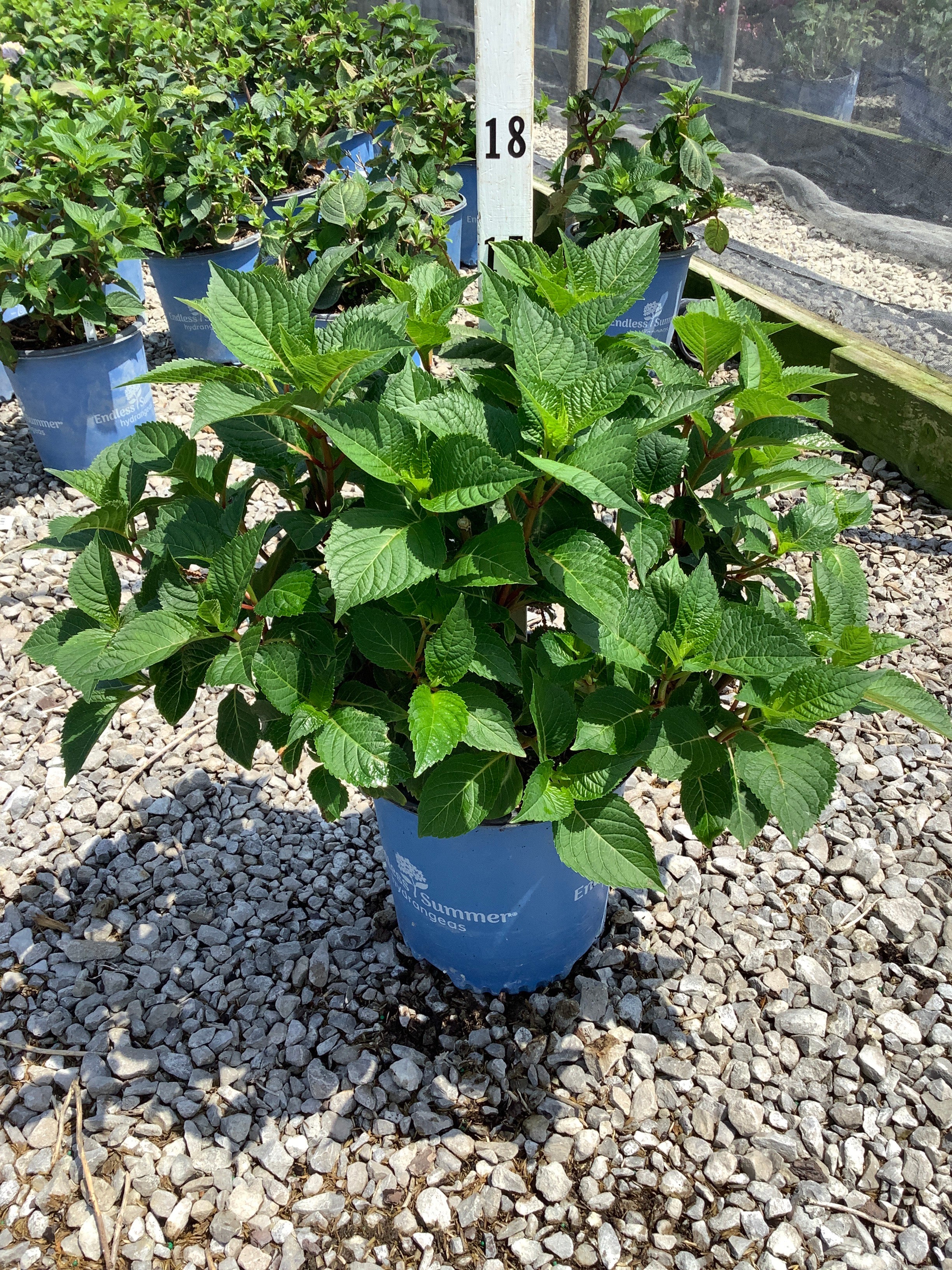 Hydrangea macrophylla 'Bloomstruck'