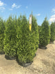 Thuja occidentalis 'King of Brabant'