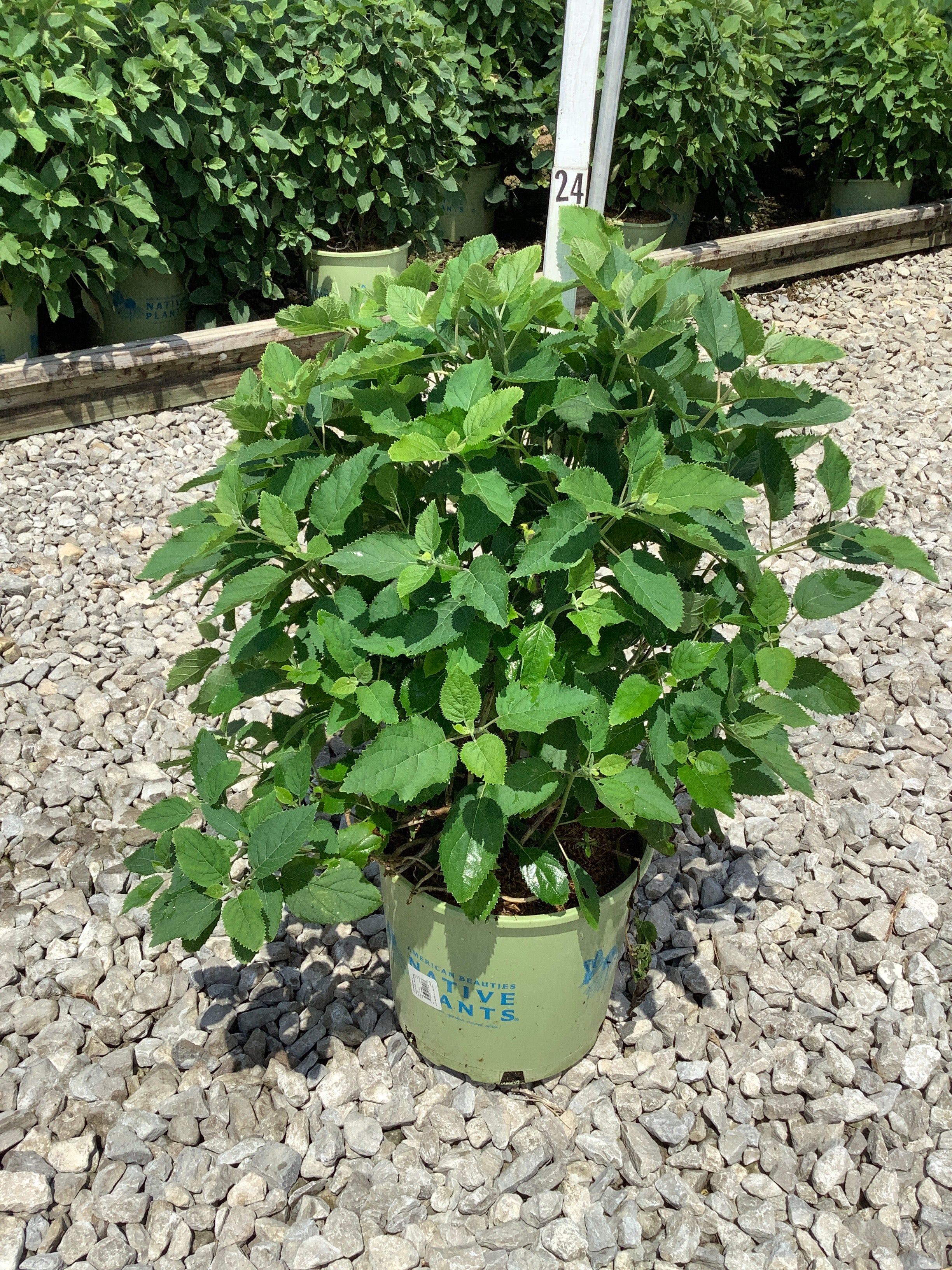 Hydrangea arborescens 'Pinky Pollen Ring'