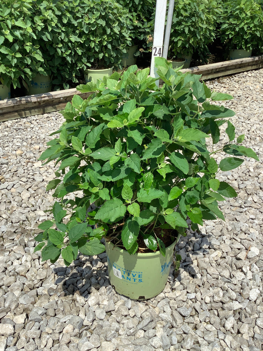 Hydrangea arborescens 'Pinky Pollen Ring' â€” G3  AB