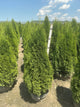 Thuja occidentalis 'Smaragd'