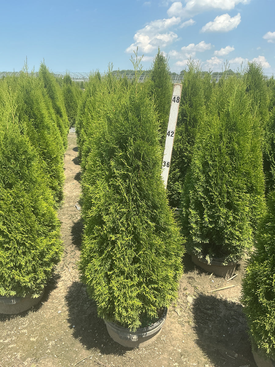 Thuja occidentalis 'Smaragd' â€” G7 48