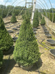 Picea glauca 'Conica'