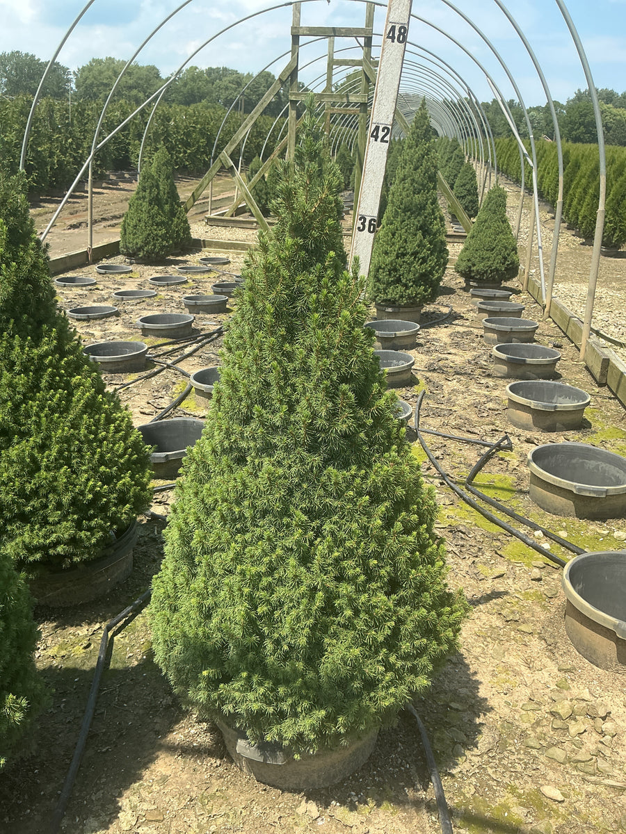 Picea glauca 'Conica' â€” G7 30-36
