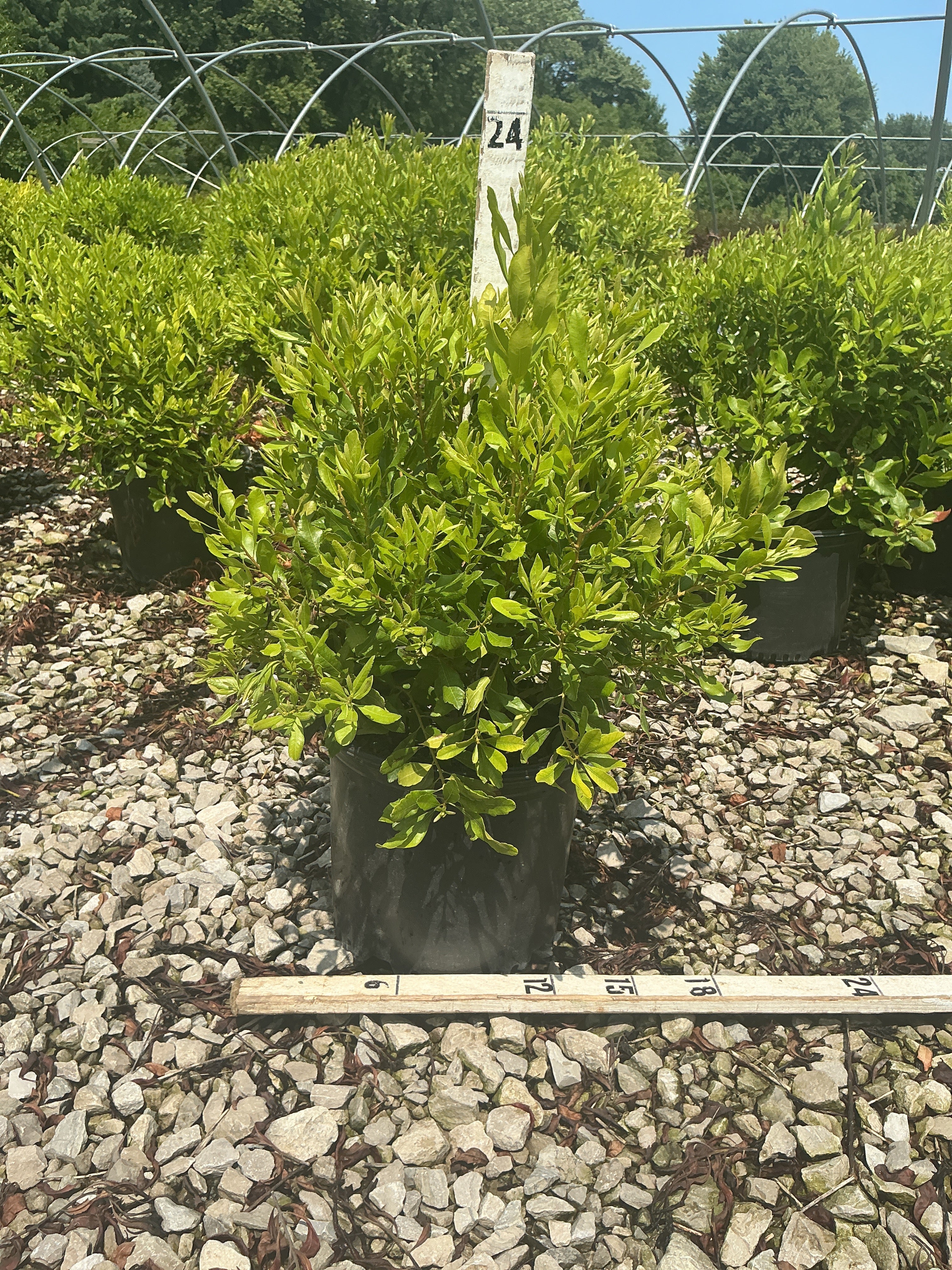 Myrica pennsylvanica