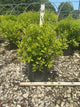 Myrica pennsylvanica