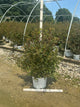 Physocarpus opulifolius 'Seward'