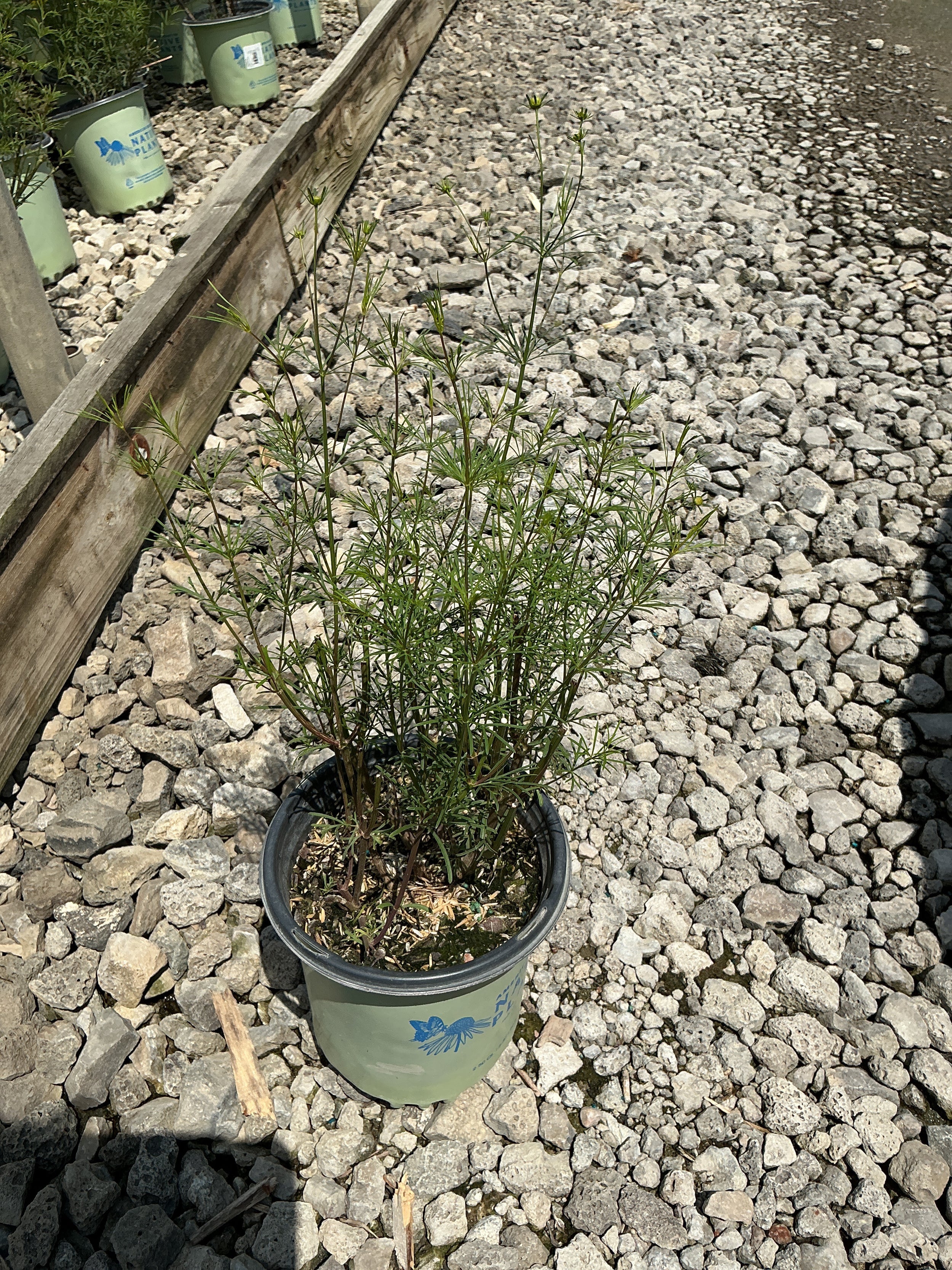 Coreopsis verticillata