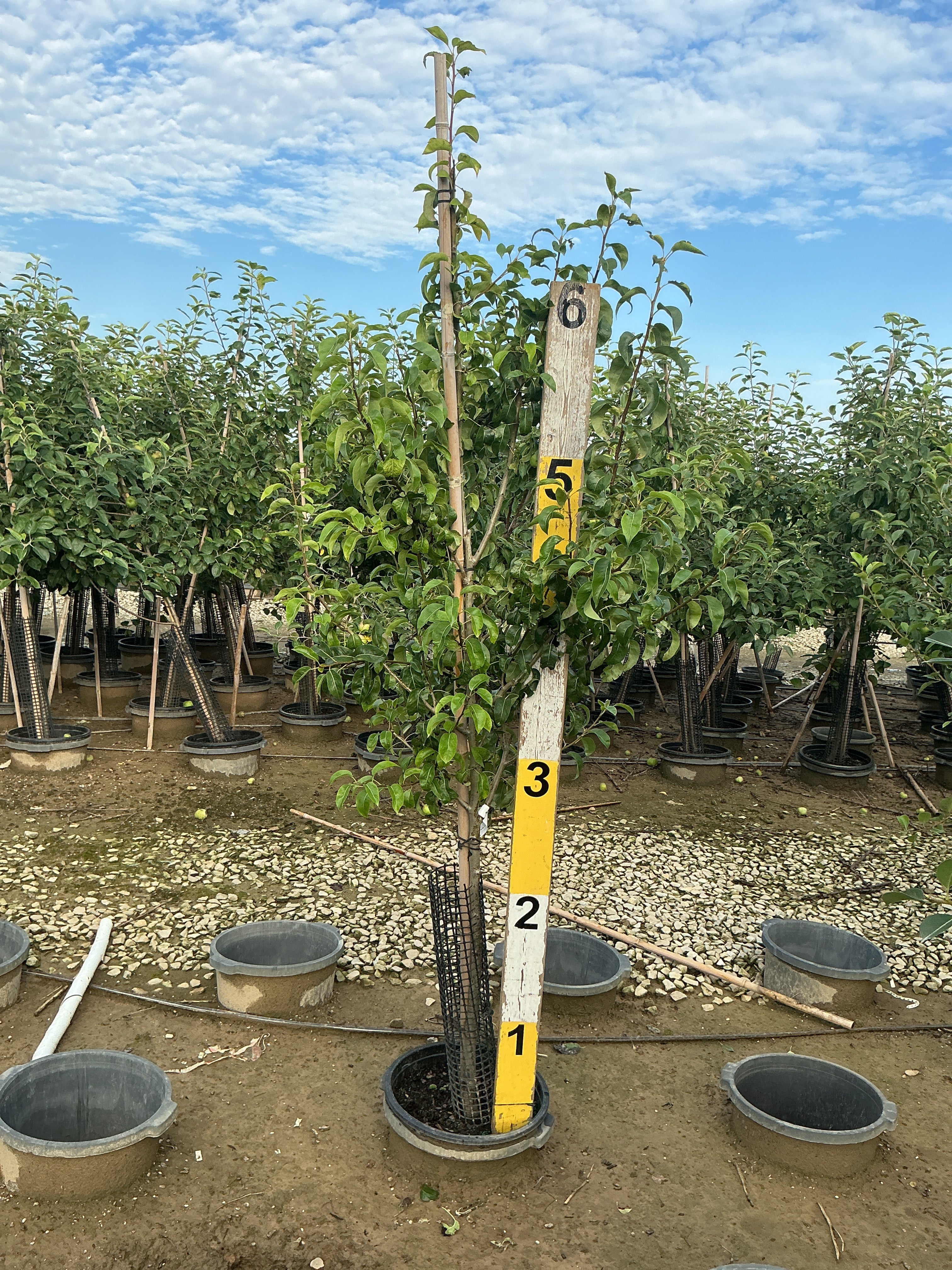 Pyrus 'D'Anjou'