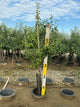 Pyrus 'D'Anjou'