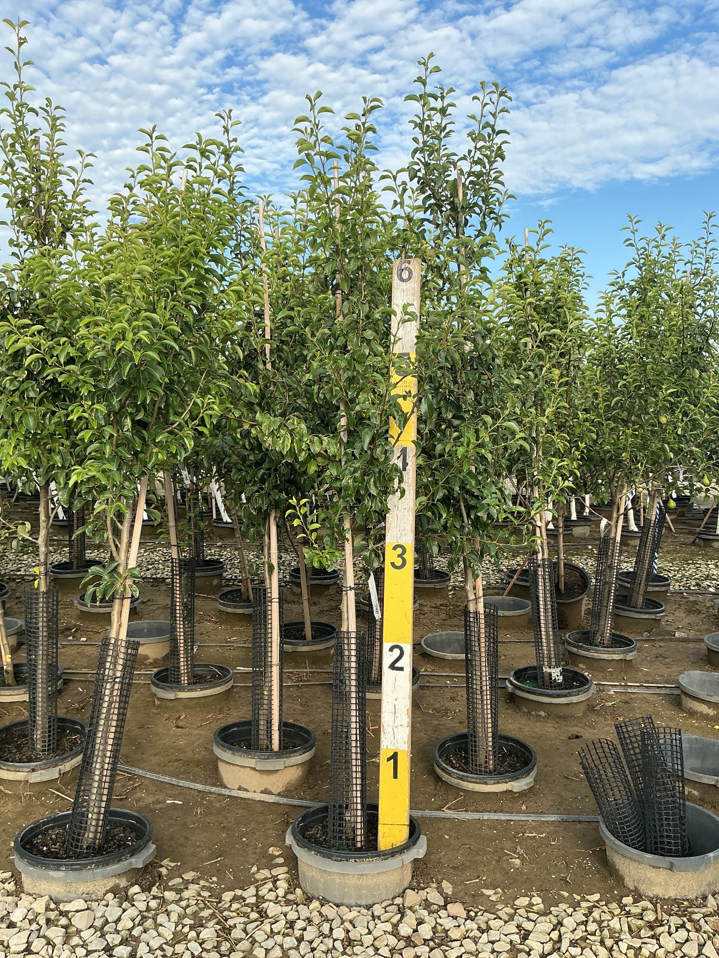 Pyrus 'Fruit Comice'