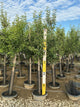 Pyrus 'Fruit Comice'