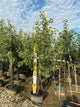 Malus 'Fruit Granny Smith'