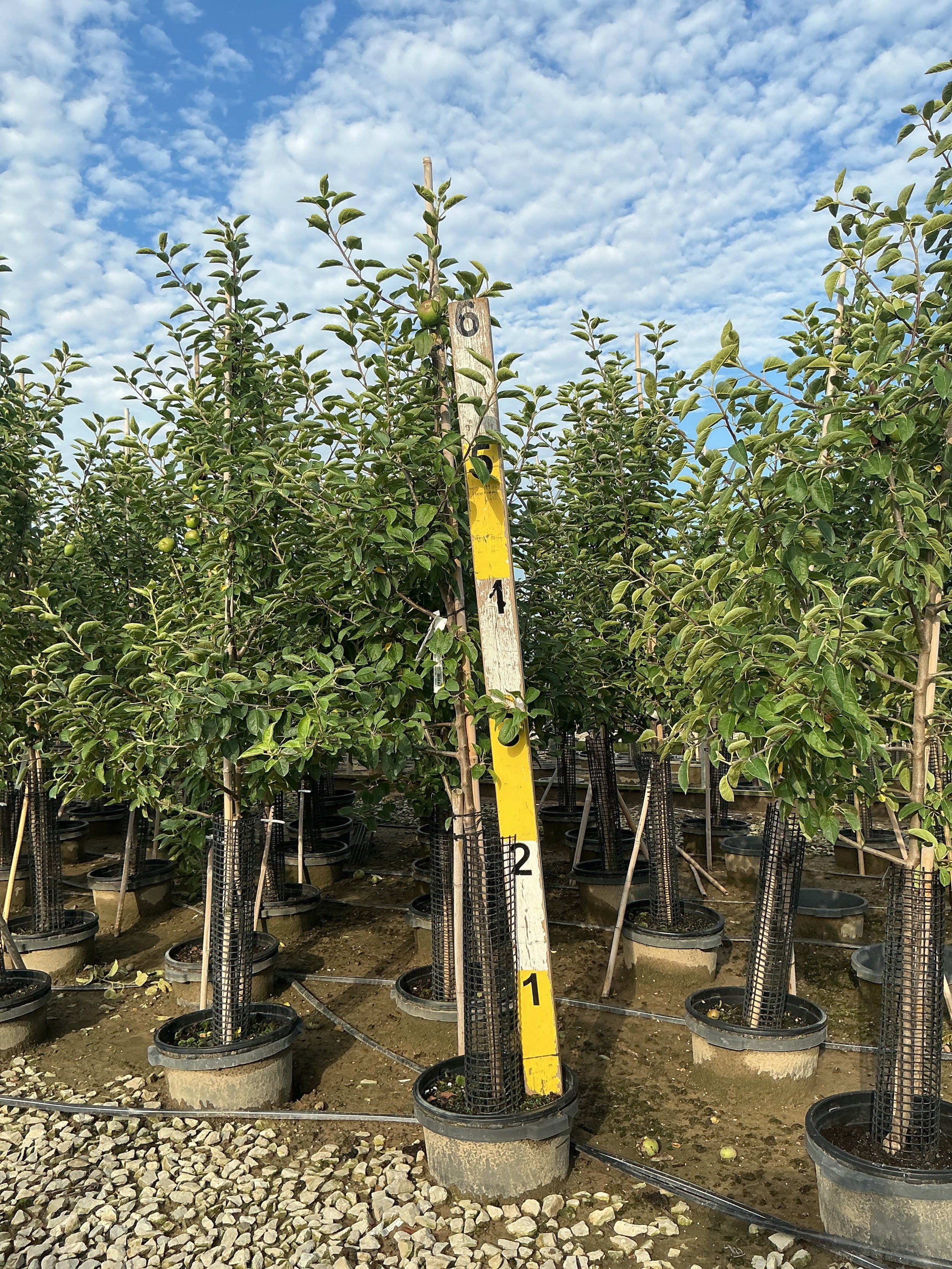 Malus 'Fruit Snowsweet'