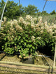 Hydrangea paniculata 'Bulk'
