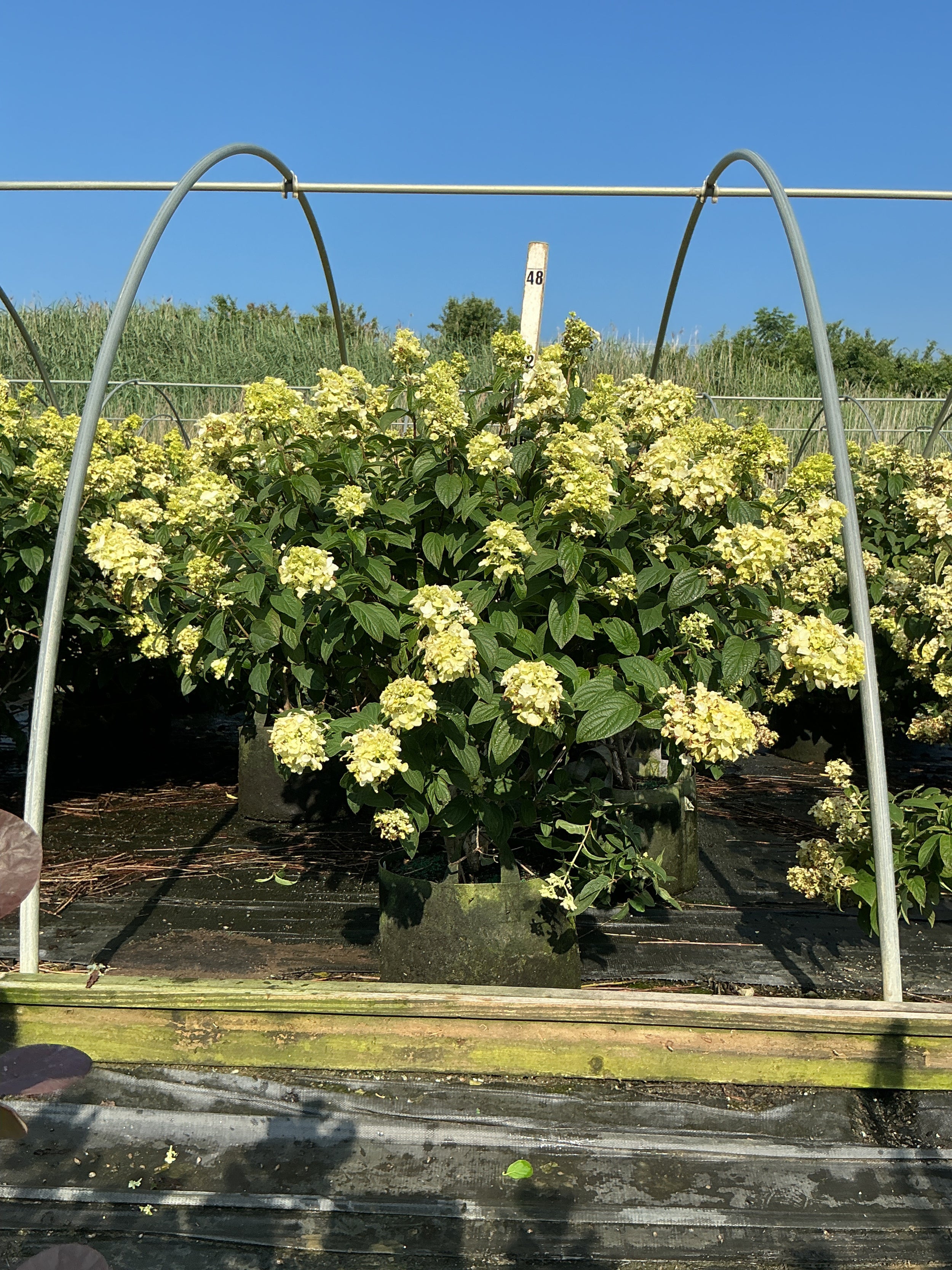 Hydrangea 'P Fire Light'