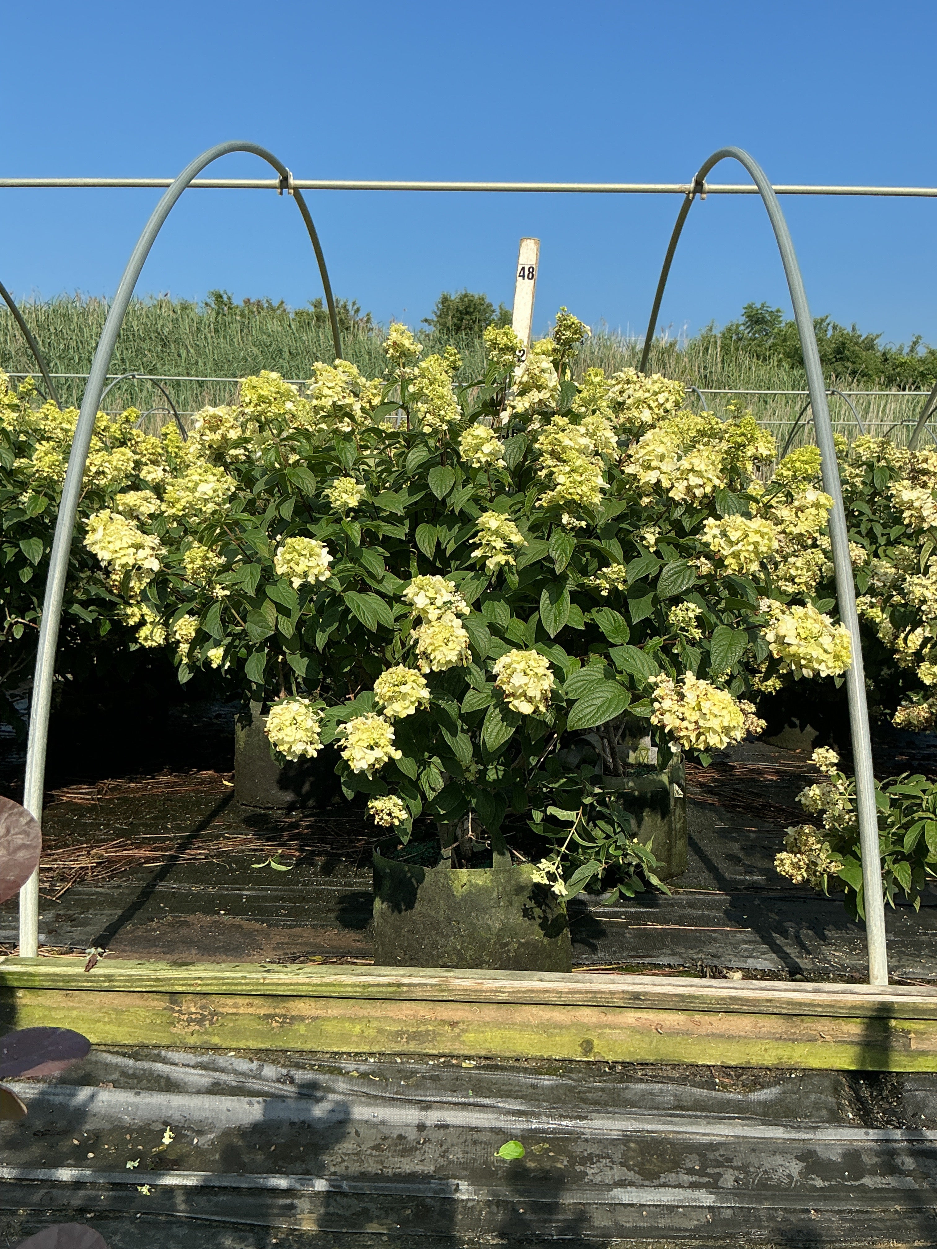 Hydrangea 'P Fire Light'
