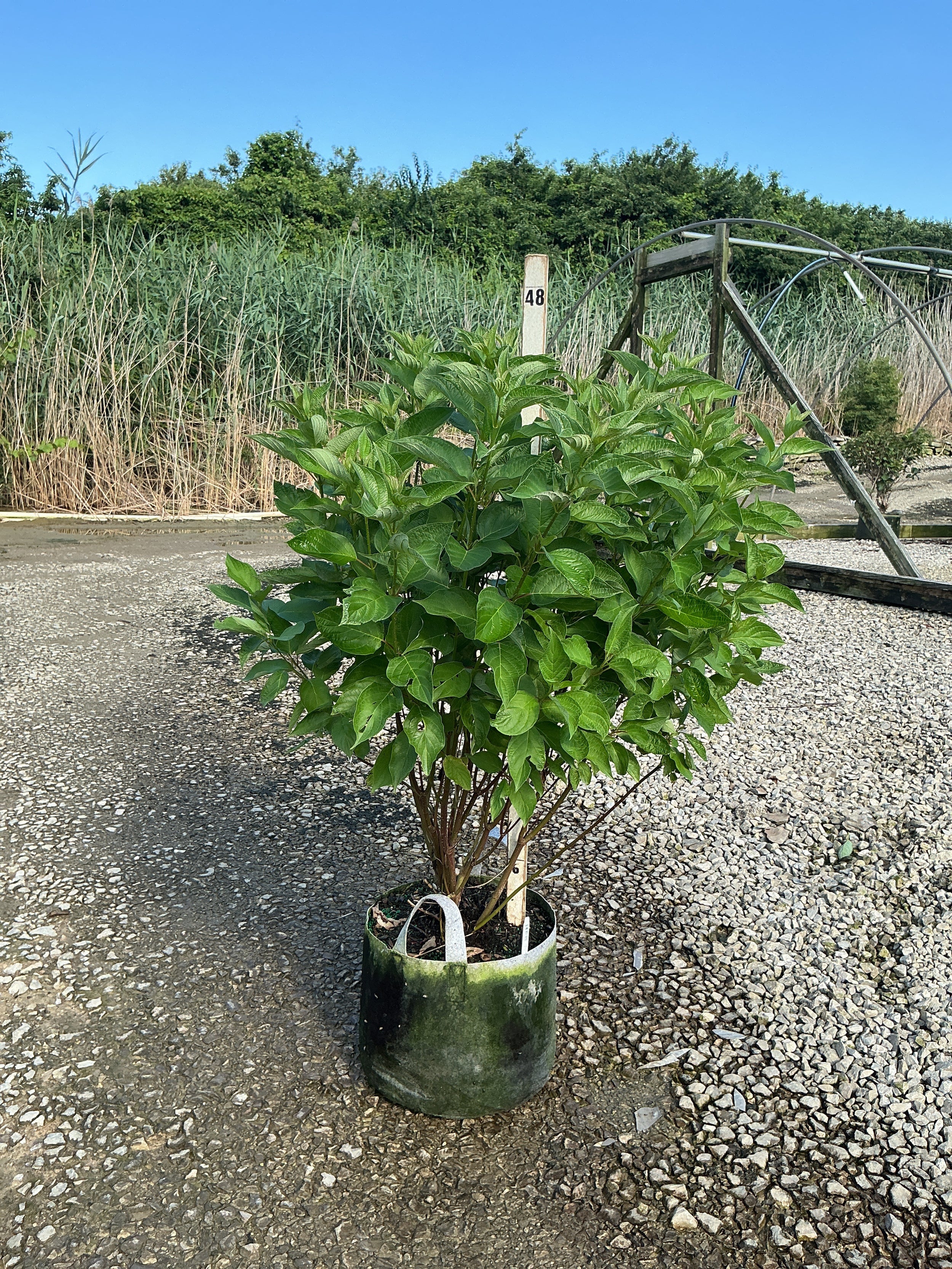 Cornus stolonifera 'Baileyi'