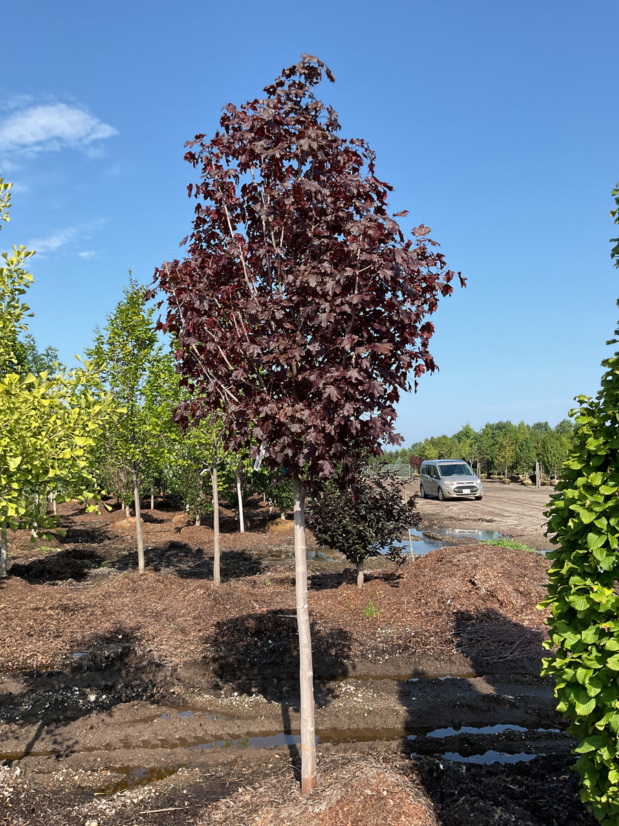 Acer platanoides 'Crimson Sentry' â€” BB 2