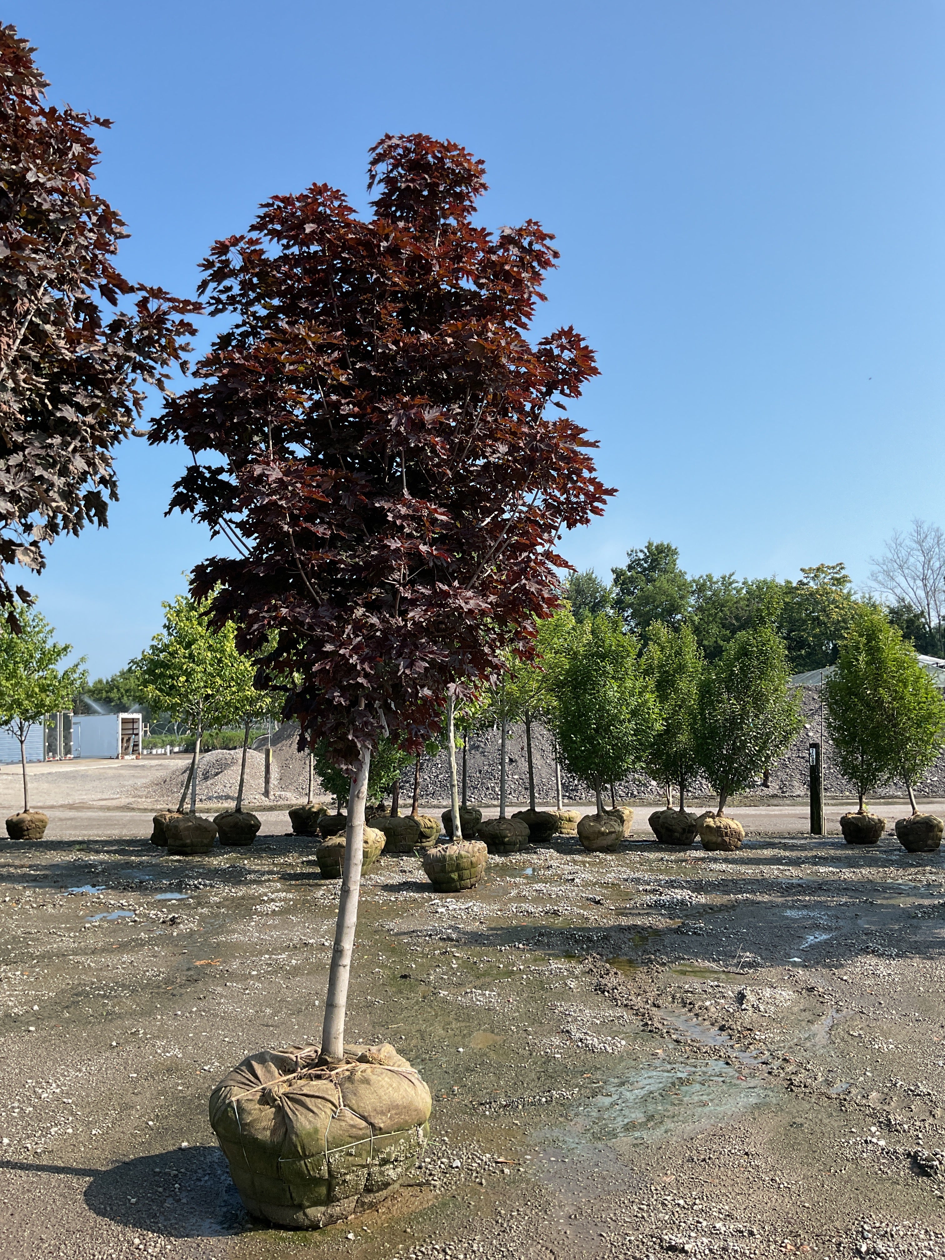 Acer platanoides 'Crimson Sentry'