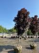 Acer platanoides 'Crimson Sentry'
