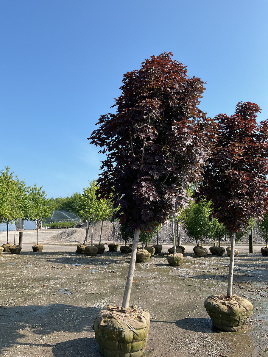 Acer platanoides 'Crimson Sentry' â€” BB 3