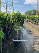 Hydrangea 'P Love-A-Lot Pink Rp10'