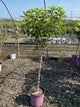 Hydrangea paniculata 'Renhy'