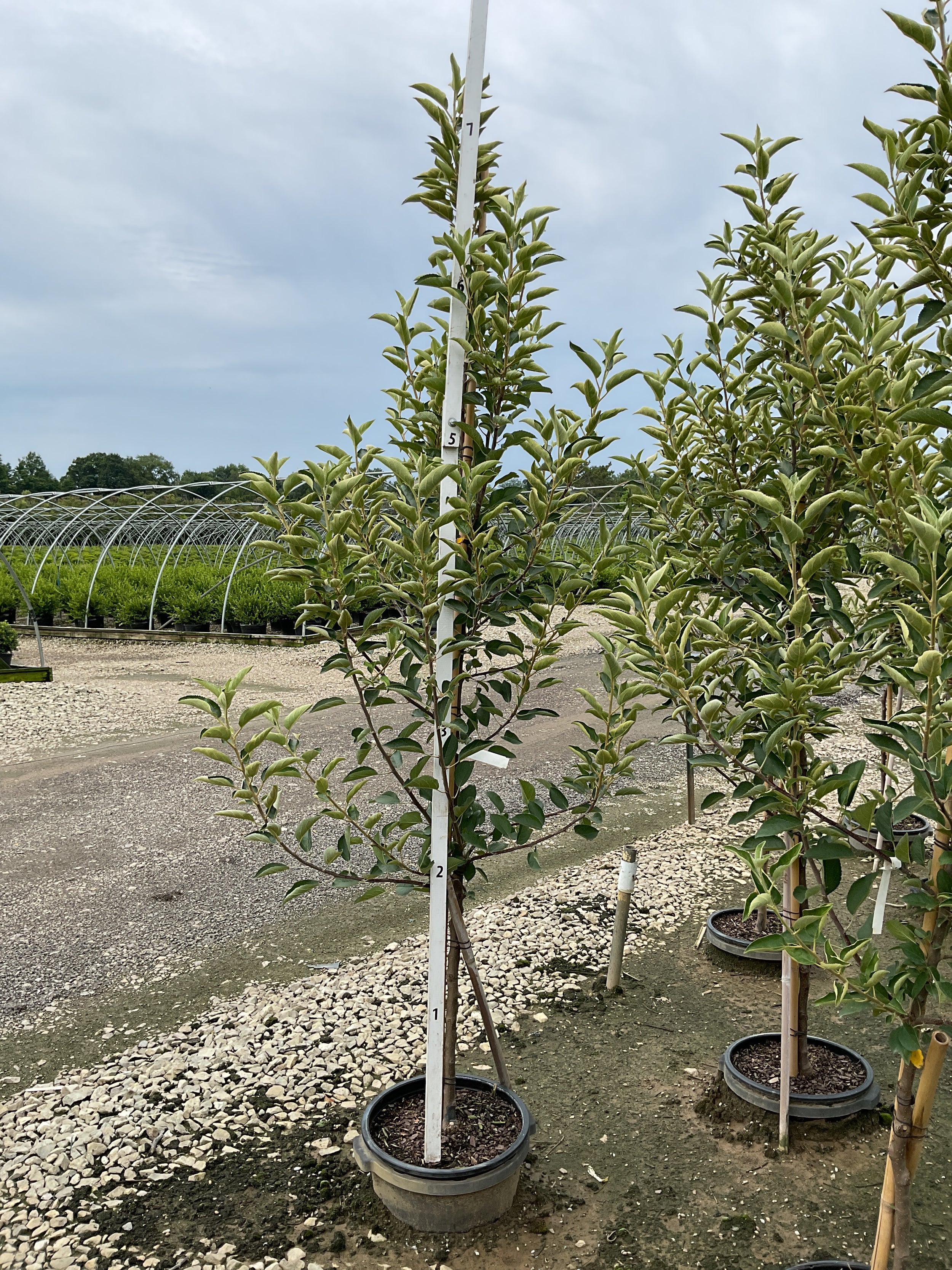 Malus 'Fruit Braeburn'