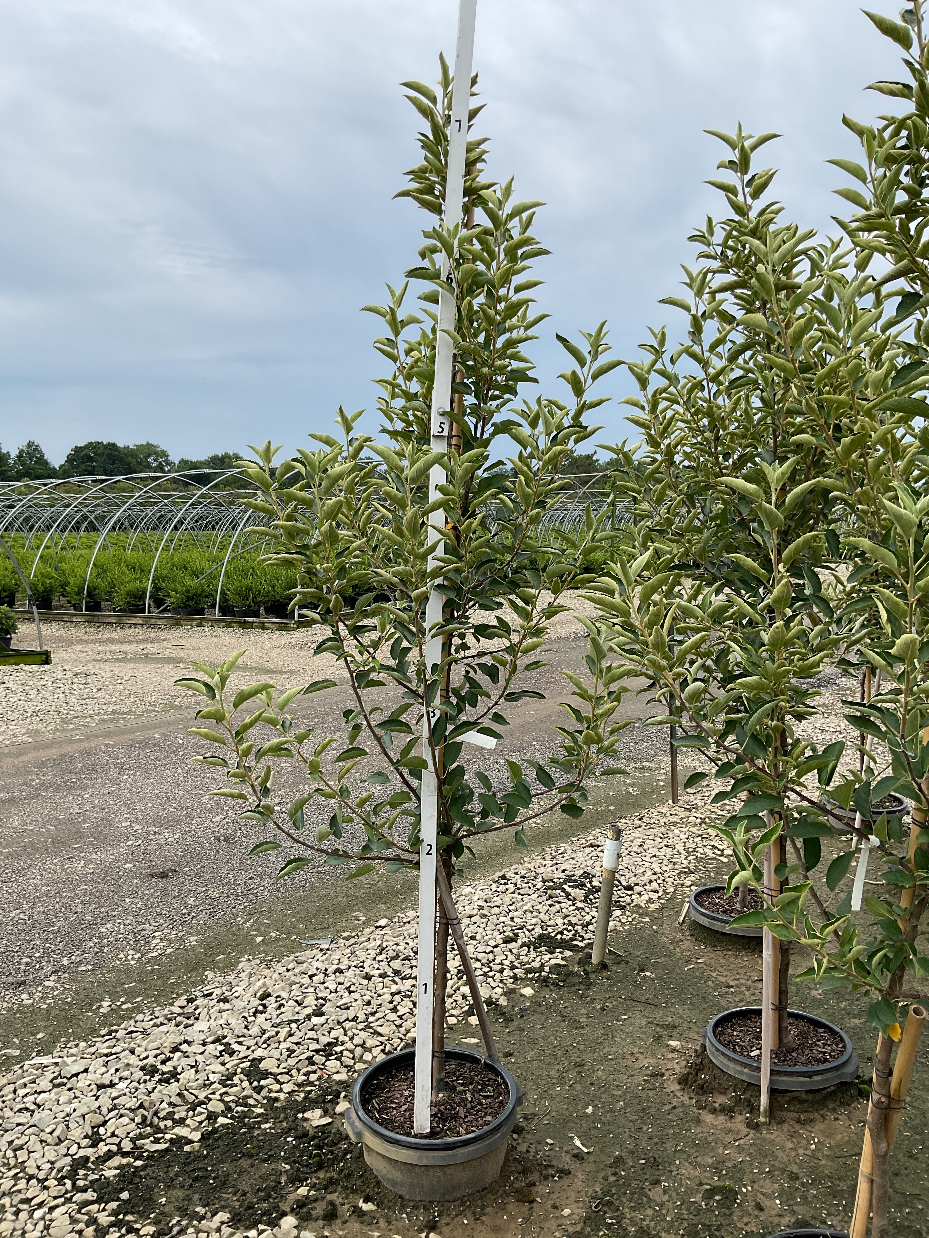 Malus 'Fruit Braeburn'