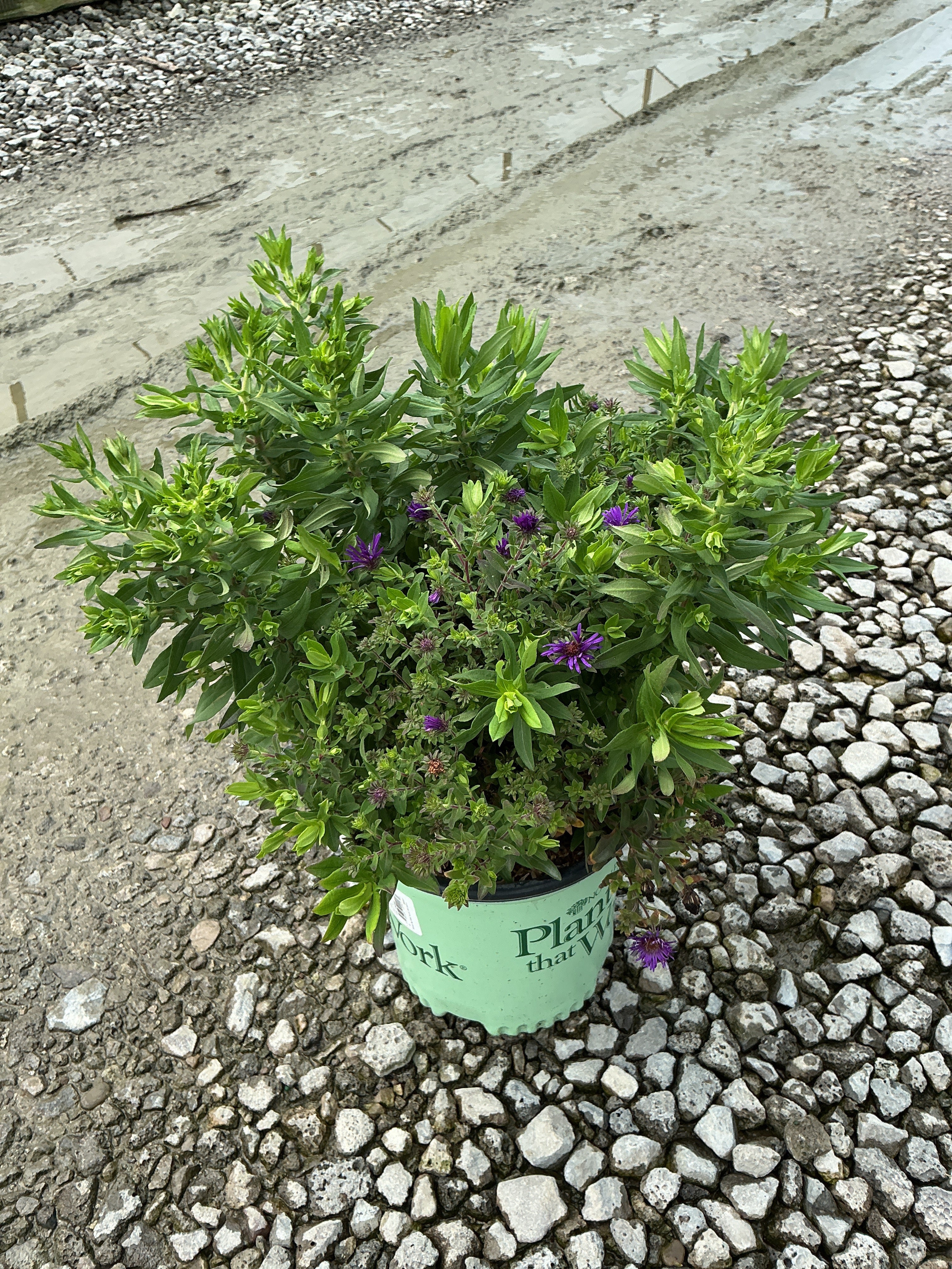 Aster grape 'Crush'