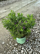 Aster grape 'Crush'