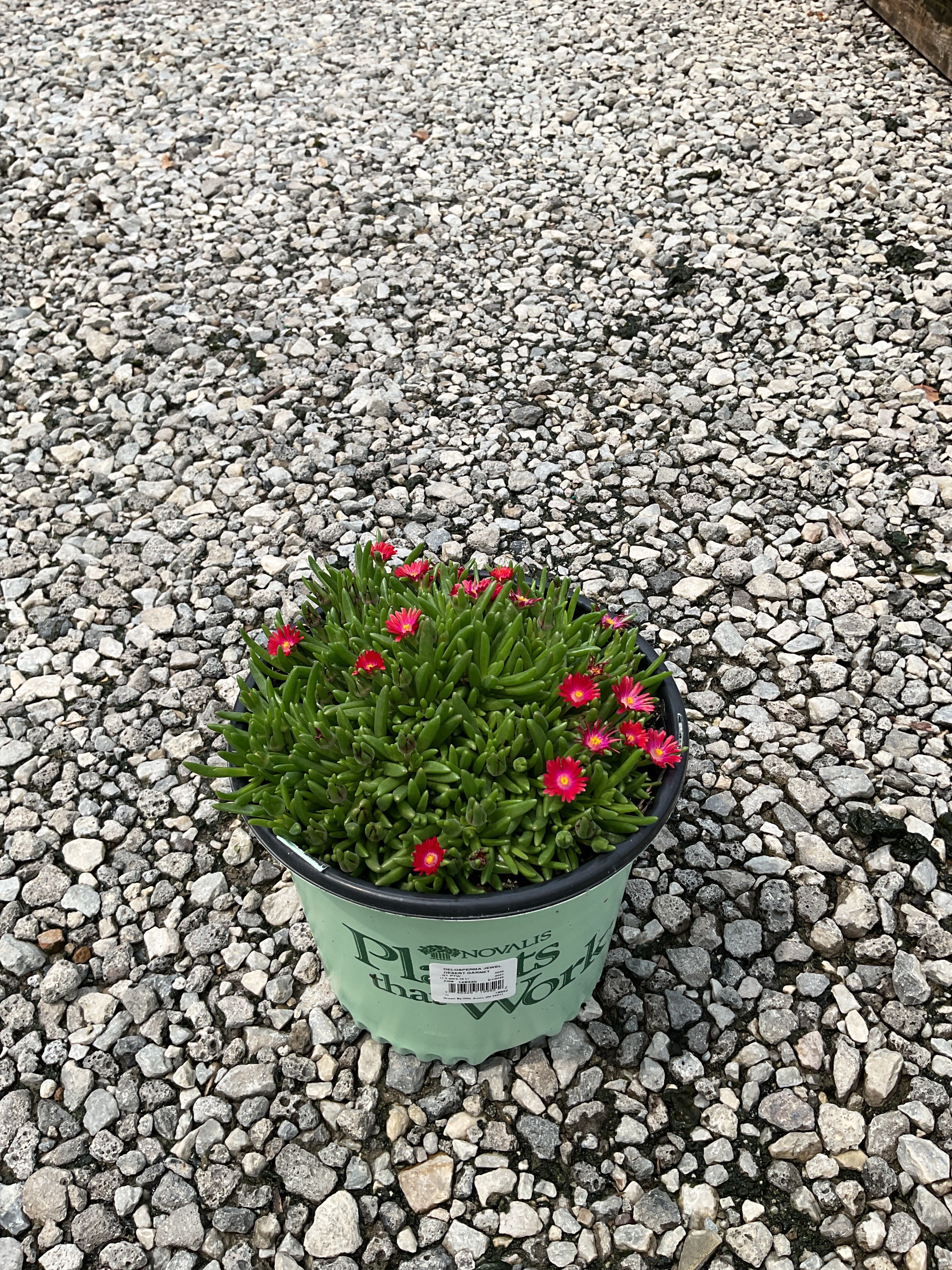 Delosperma delosperma 'Jewel of Desert Garnet'