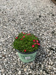 Delosperma delosperma 'Jewel of Desert Garnet'