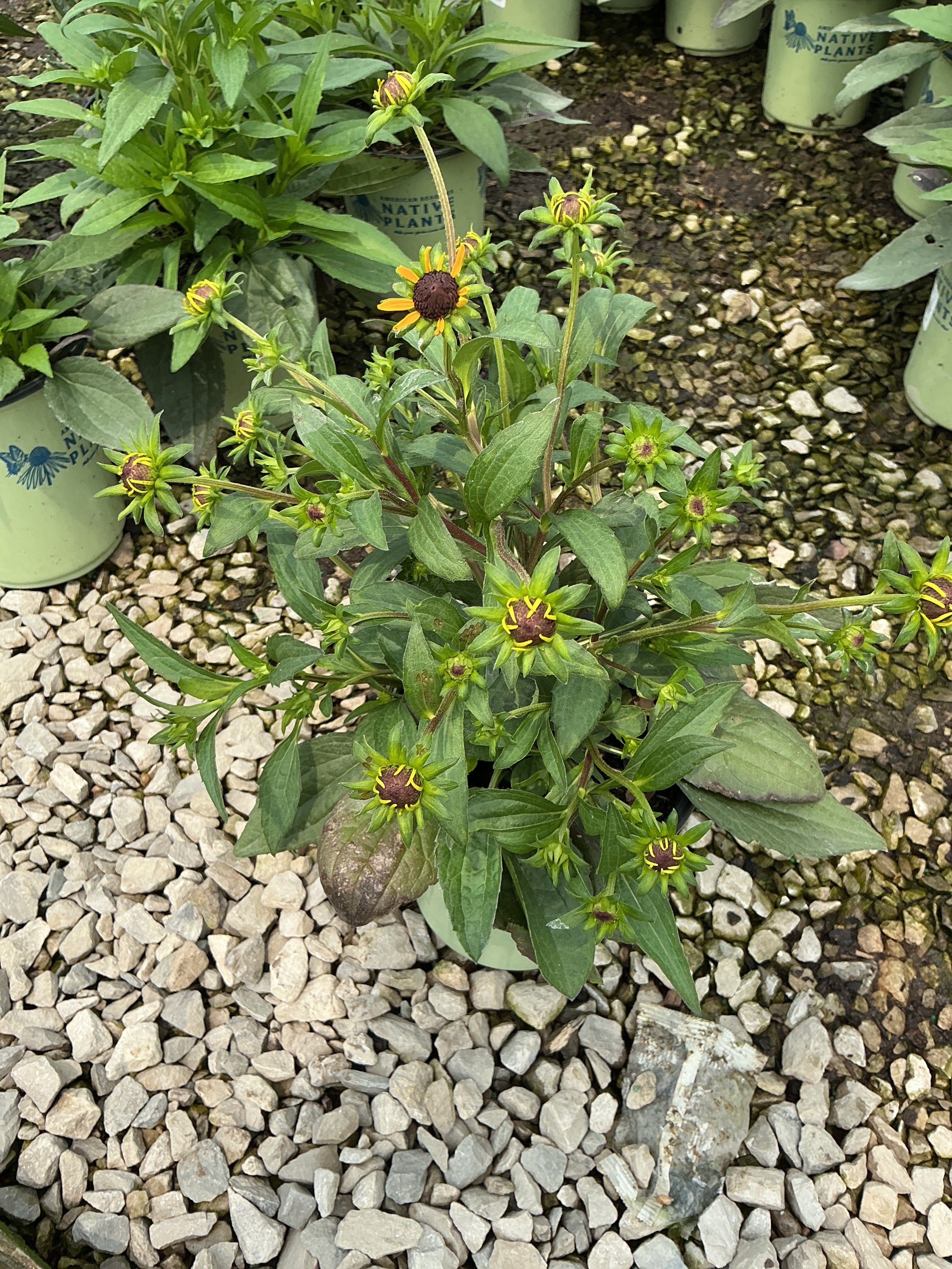 Rudbeckia fulgida var. sullivantii 'Little Goldstar'