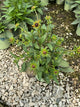 Rudbeckia fulgida var. sullivantii 'Little Goldstar'