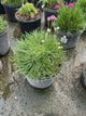 Armeria maritima 'Splendens'