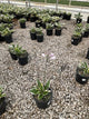 Hosta patriot 'Patriot'