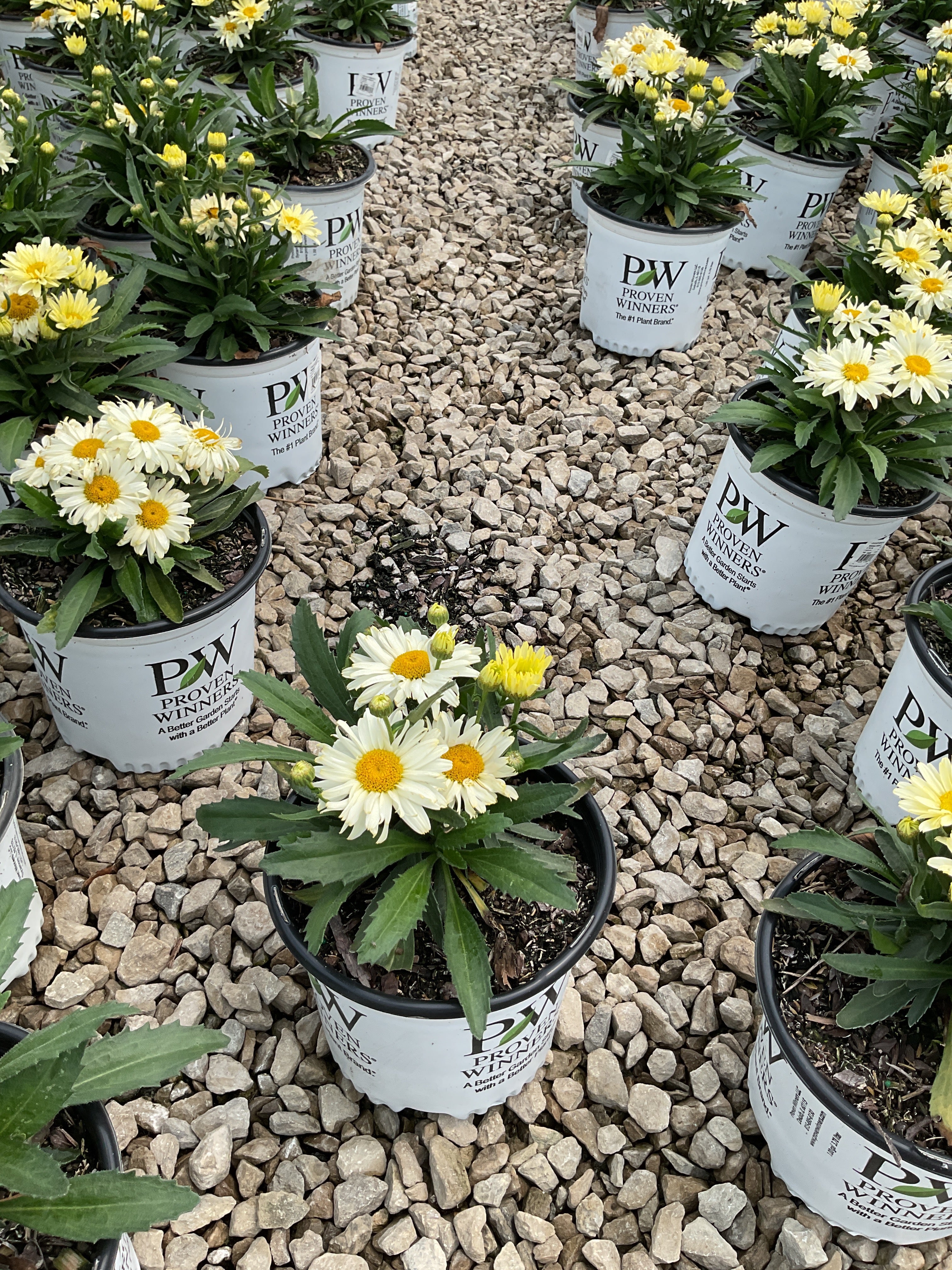 Leucanthemum S 'Banana Cream 2'