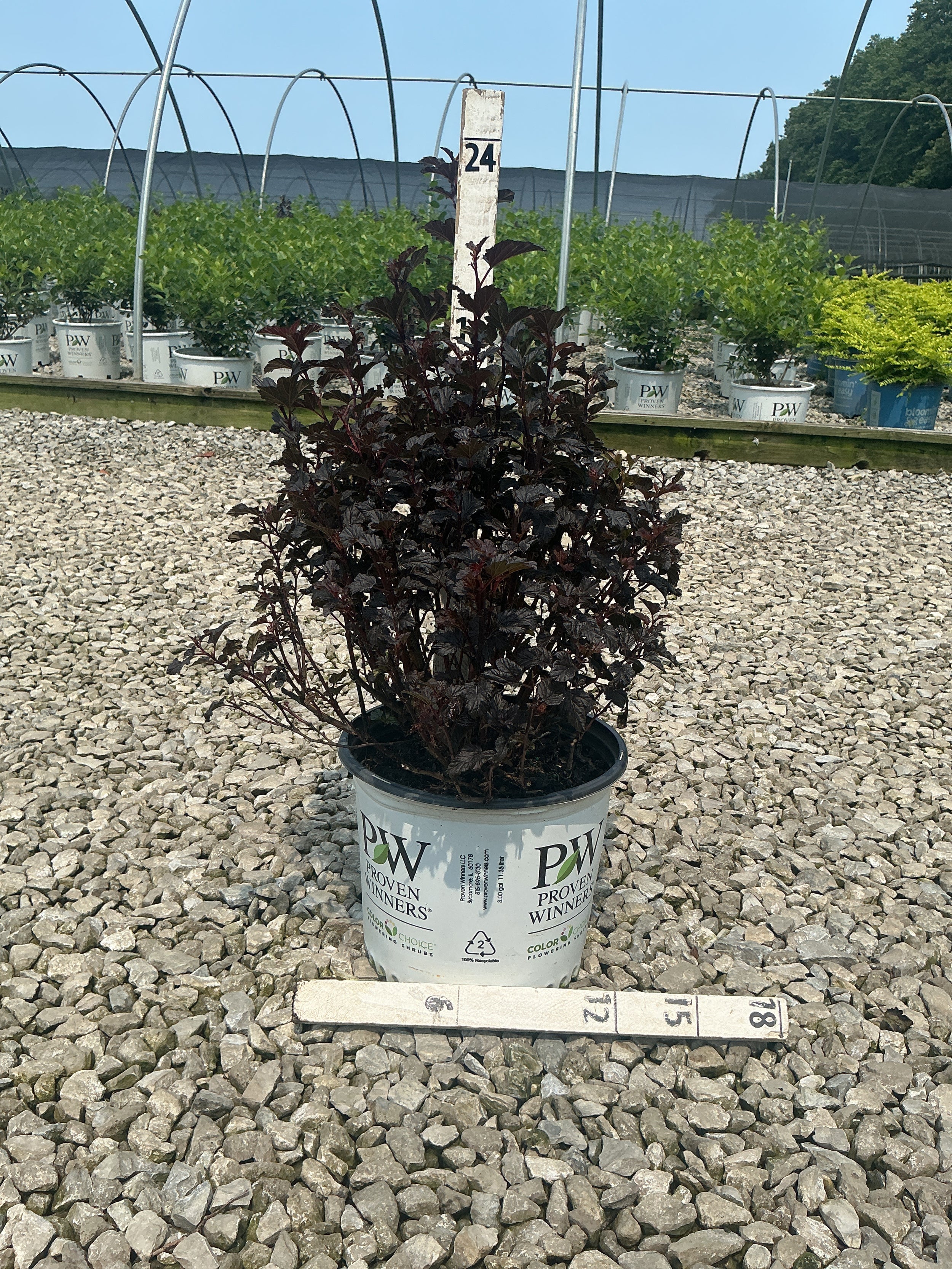Physocarpus O 'Smr Wine Black'