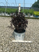 Physocarpus O 'Smr Wine Black'