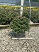 Spiraea empire 'Ice Dragon'