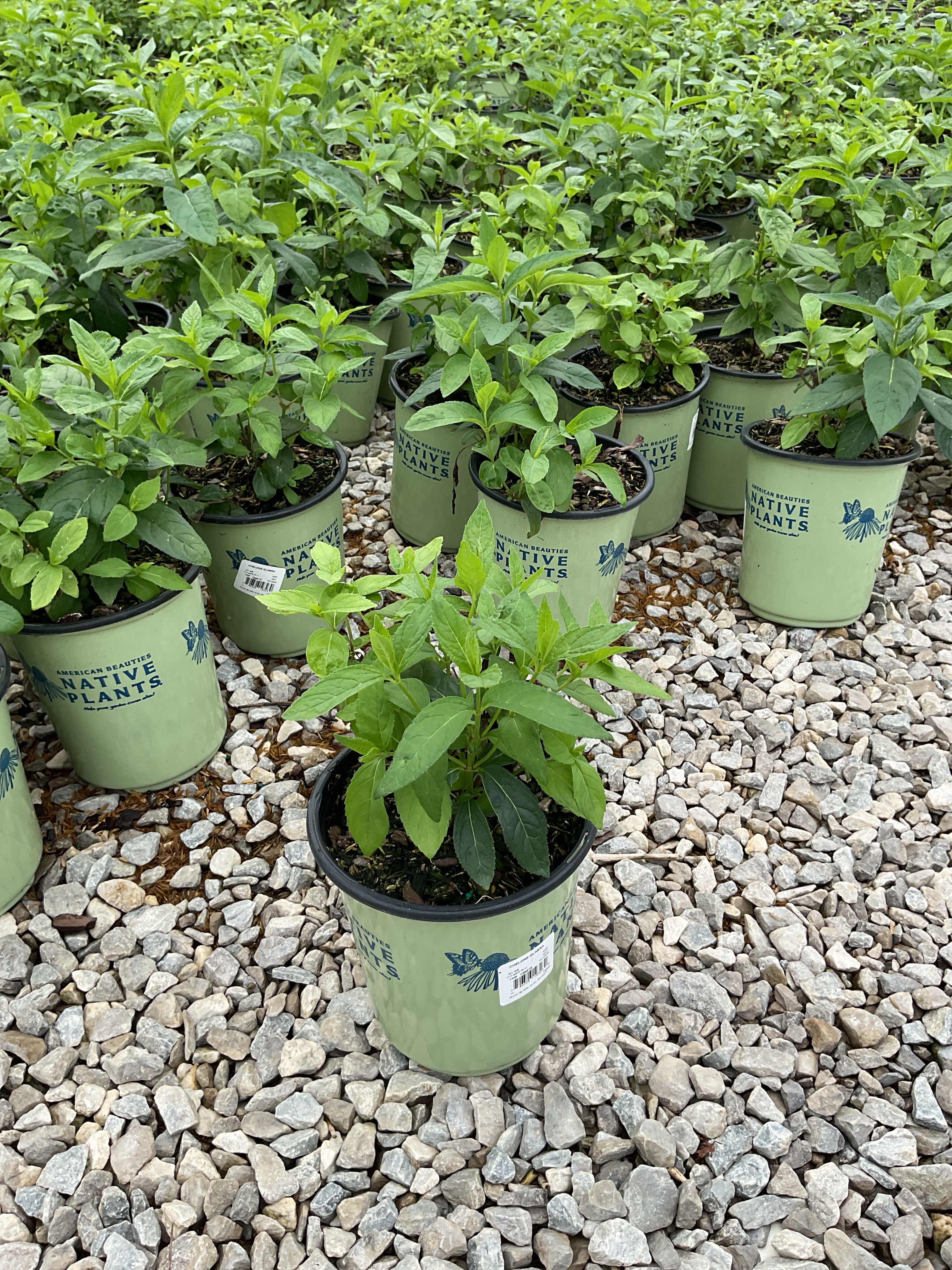 Chelone glabra