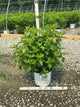 Hydrangea paniculata 'Jane'