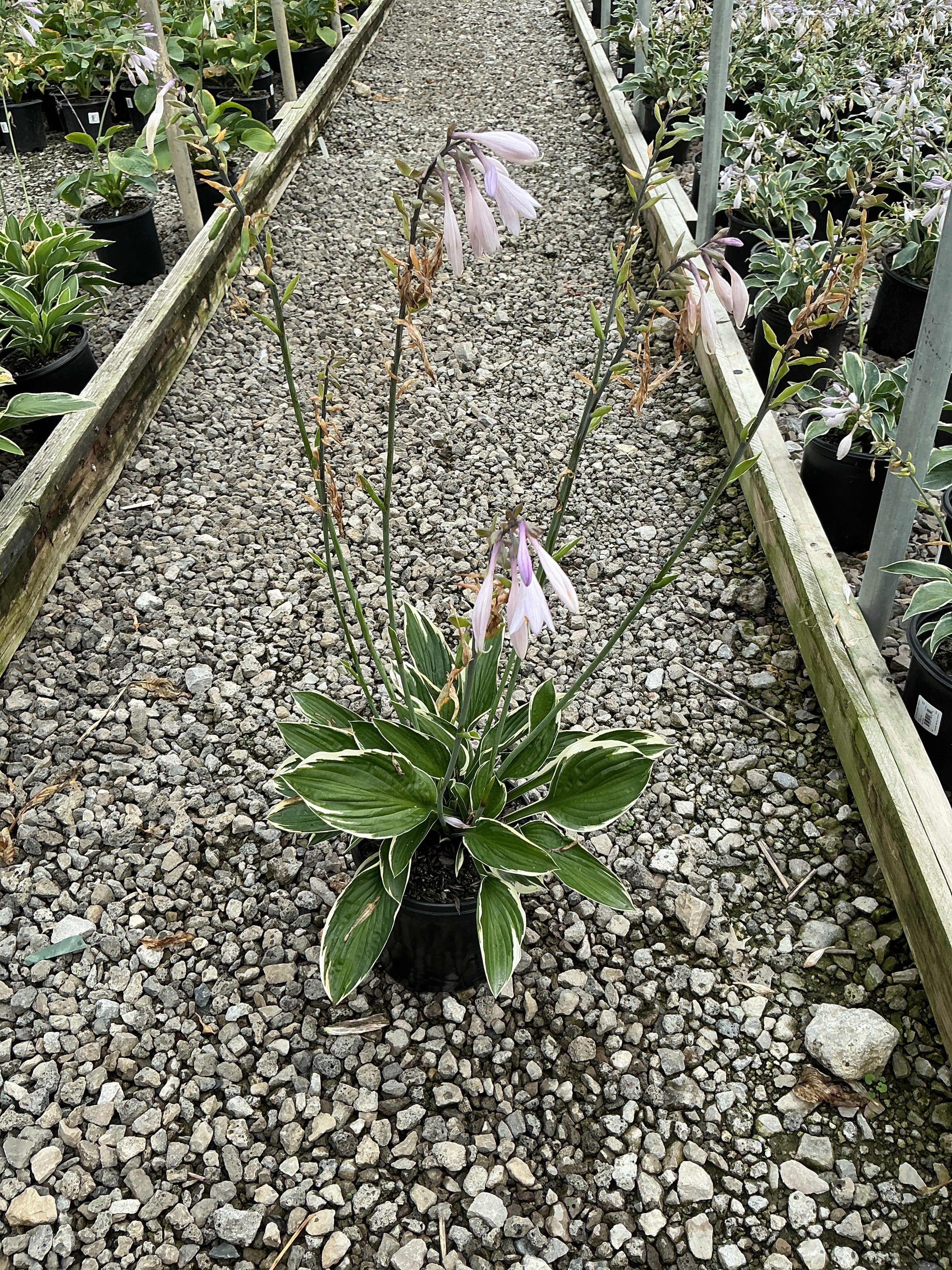 Hosta francee 'Francee'