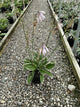 Hosta francee 'Francee'